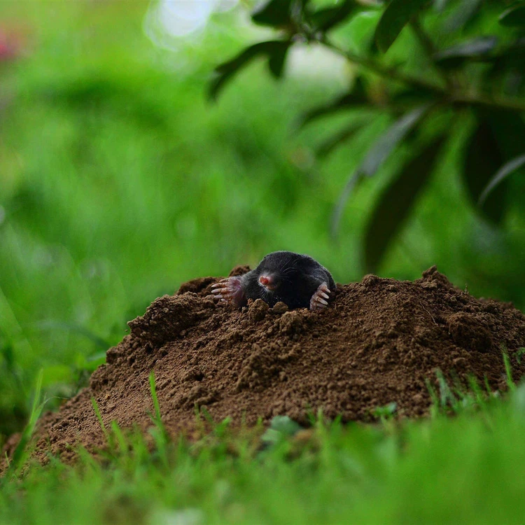 mole mole